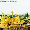 albumhoes van Andorra (Caribou)