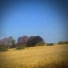 albumhoes van Benji (Sun Kil Moon)